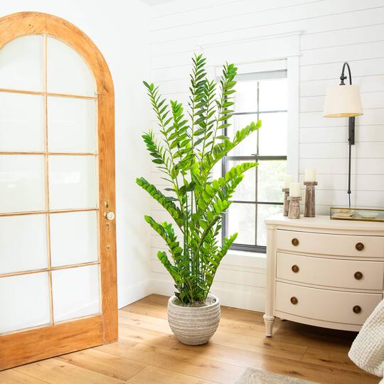 6ft. Artificial Zamioculcas Plant